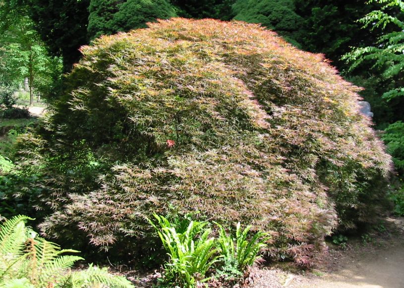 Why is my Japanese maple dying?